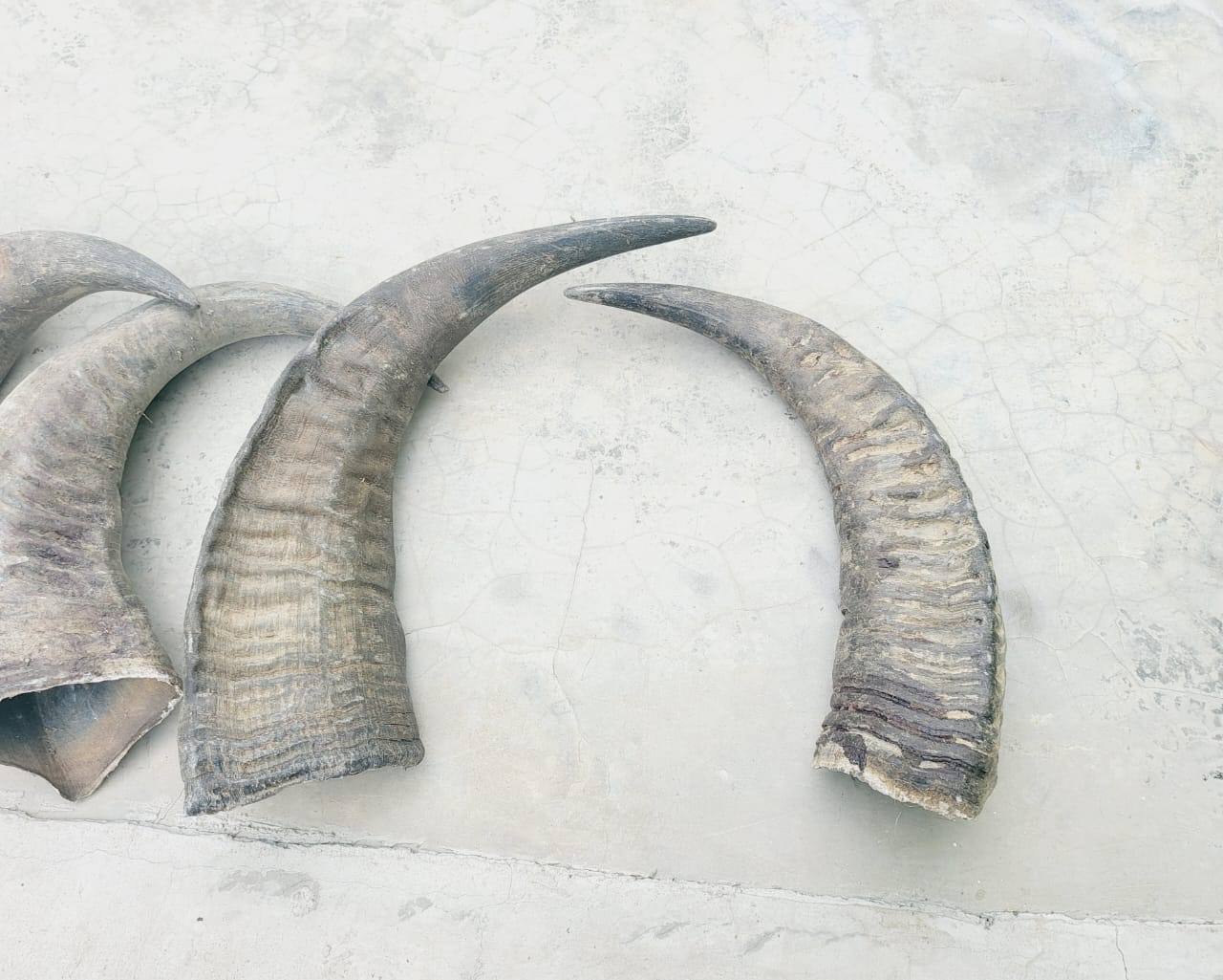 Premium Beef Selection